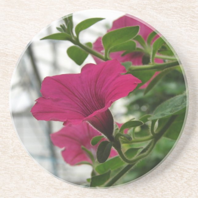 Petunia Coaster (Front)