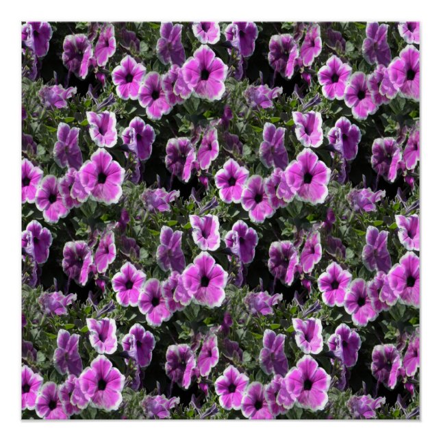 Petunia Land... Poster (Front)