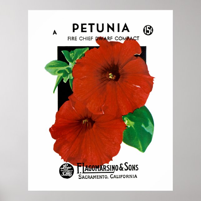 Petunia Poster (Front)