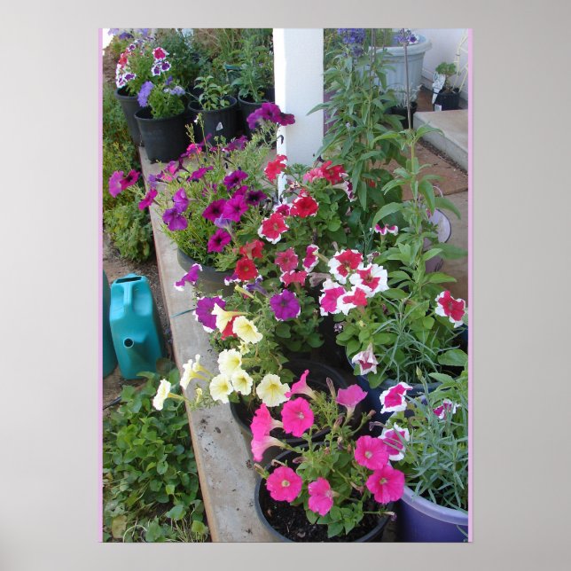 Petunia Putunias Floral Flower Garden Poster (Front)