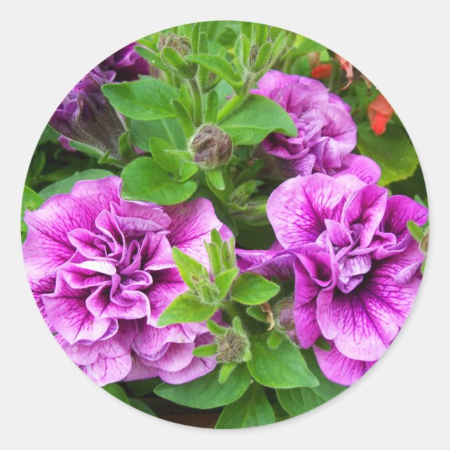 Petunia Tumbelina Julia Classic Round Sticker (Front)
