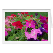 Petunias (Front Horizontal)