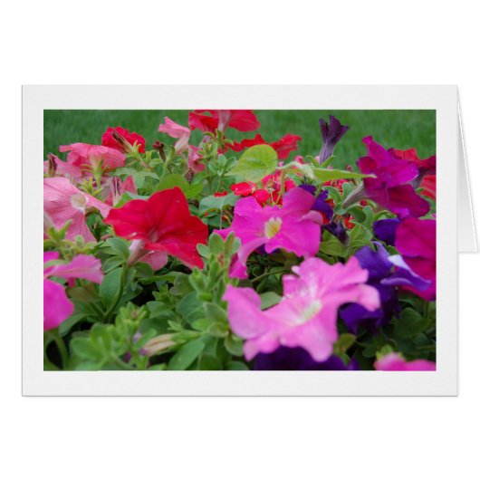 Petunias Cards (Front Horizontal)