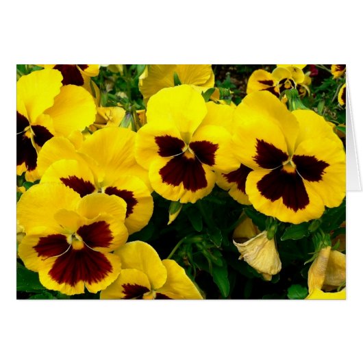 Petunias Cards (Front Horizontal)