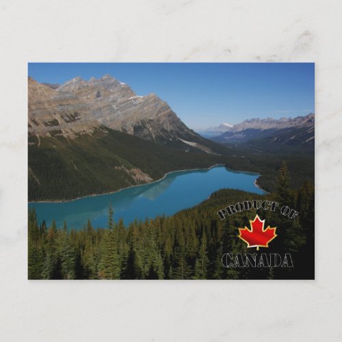 Peyto Lake Product of Canada Postcard