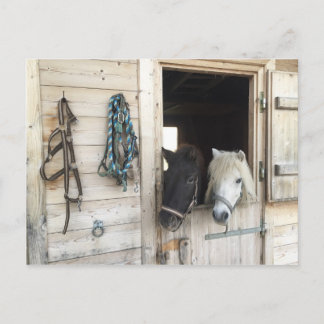 Pferde Postcard
