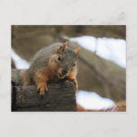 Pfft Postcard<br><div class="desc">squirrel</div>