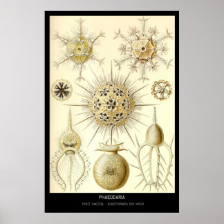 Phaeodaria – Plate 1-Kunstformen der Natur Poster