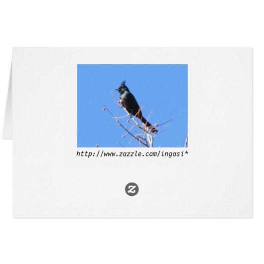 Phainopepla (Back Horizontal)