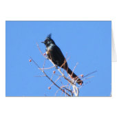 Phainopepla Cards (Front Horizontal)