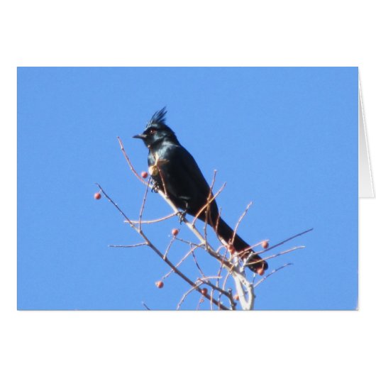 Phainopepla Cards (Front Horizontal)