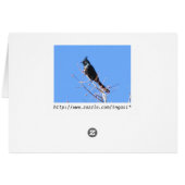 Phainopepla Cards (Back Horizontal)
