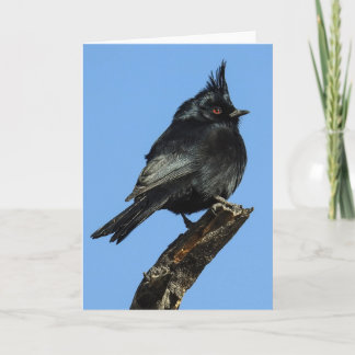 Phainopepla Notecard