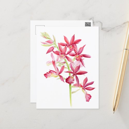 Phaiocalanthe Parkside red orchid watercolor art  Postcard