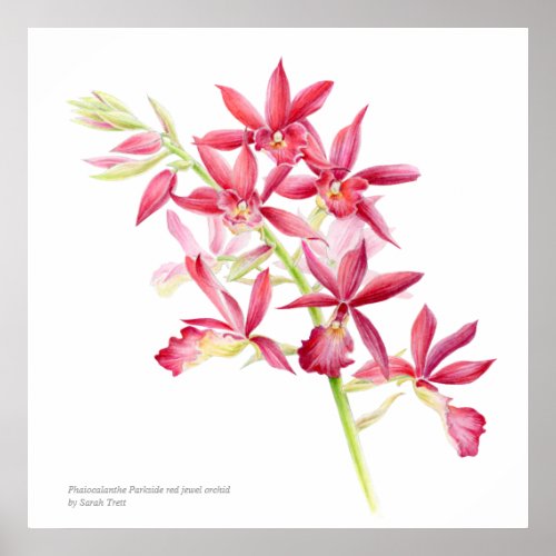 Phaiocalanthe Parkside red orchid watercolor art Poster