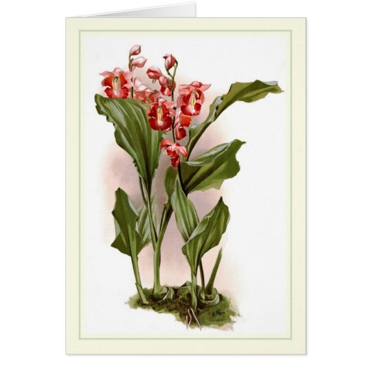Phajus humblotii card
