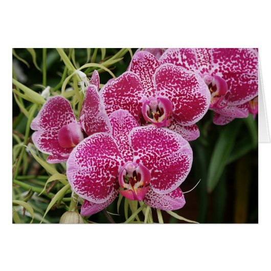 Phalaenopsis cards (Front Horizontal)