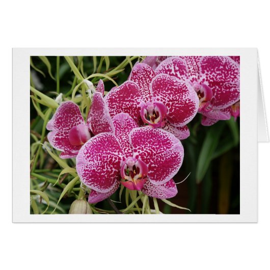 Phalaenopsis Cards (Front Horizontal)