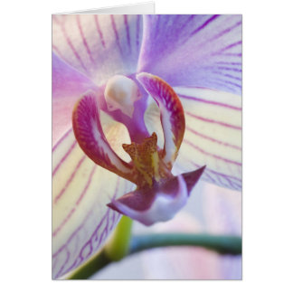 Phalaenopsis cards