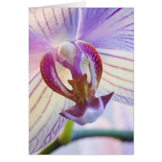 Phalaenopsis  cards (Front)