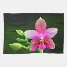 Phalaenopsis liodoro kitchen towel 40.6cm x 61cm