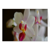 Phalaenopsis Orchid (Front Horizontal)