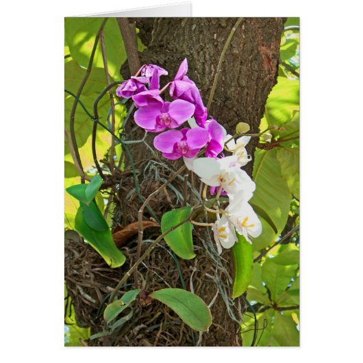 Phalaenopsis Orchid Cards (Front)
