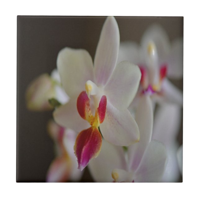 Phalaenopsis Orchid Ceramic Tile (Front)
