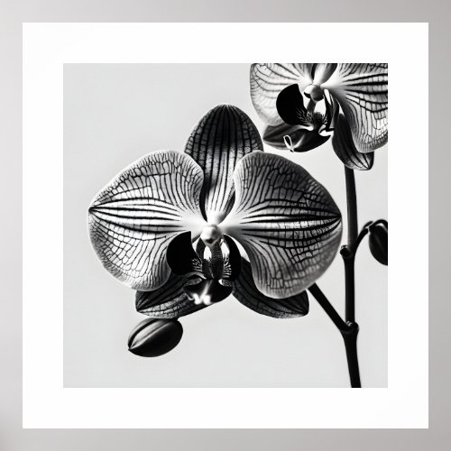 Phalaenopsis Orchid Monochromatic Art Poster