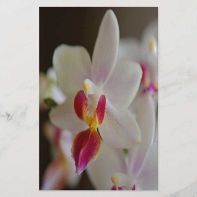 Phalaenopsis Orchid Stationery (Front)