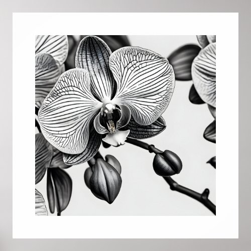 Phalaenopsis Orchids Abstract Monochromatic Art Poster