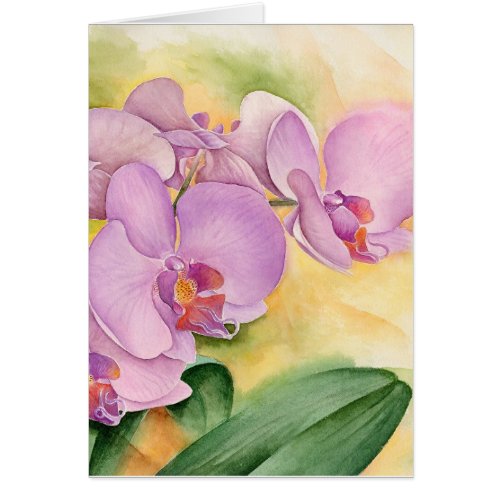 Phalaenopsis Orchids Pink Purple Flowers