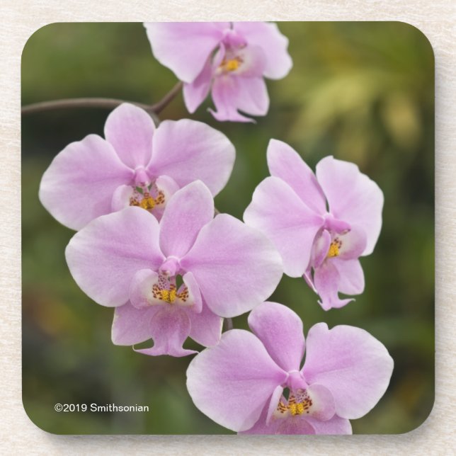 Phalaenopsis Schilleriana Beverage Coaster (Front)
