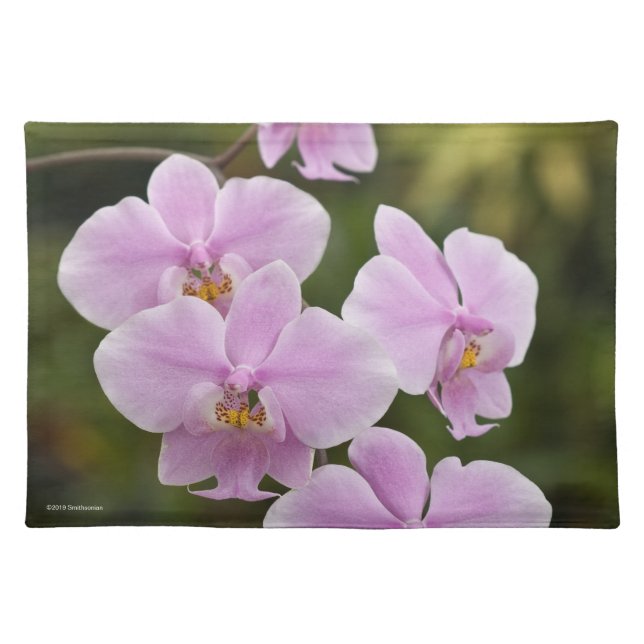Phalaenopsis Schilleriana Cloth Placemat (Front)