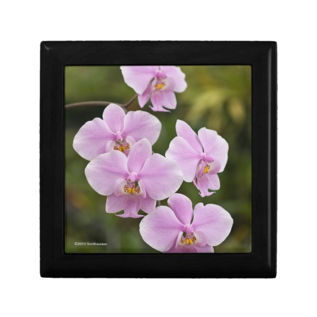 Phalaenopsis Schilleriana Gift Box (Front)