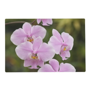 Phalaenopsis Schilleriana Placemat