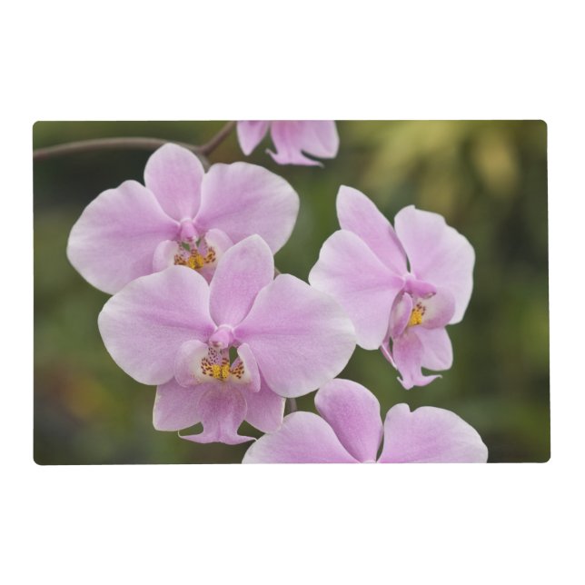 Phalaenopsis Schilleriana Placemat (Front)