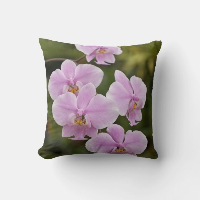 Phalaenopsis Schilleriana Throw Pillow (Front)