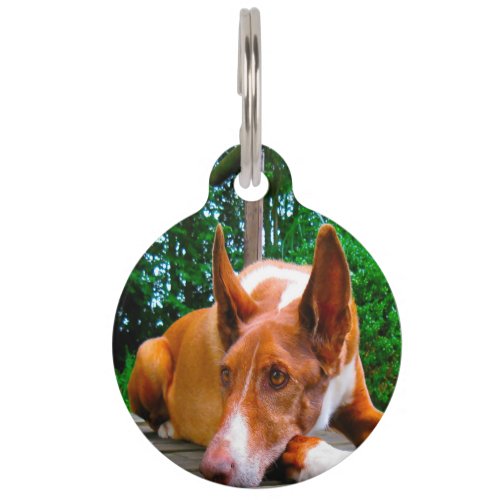 Pharaoh Hound Dog Pet ID Tag