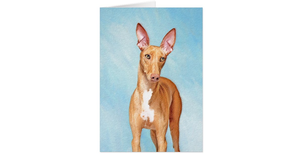 Pharaoh Hound Painting Cute Original Dog Art Zazzle Com