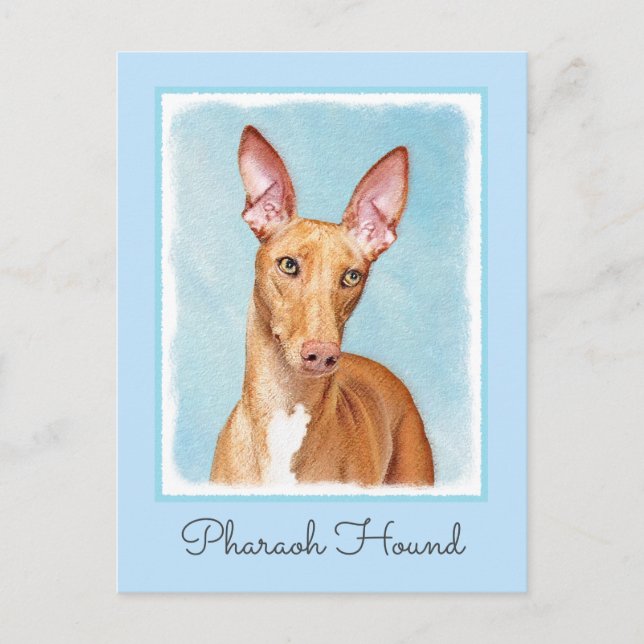 Pharaoh Hound Painting - Cute Original Dog Art Postcard (Front)