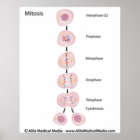 Phases of mitosis poster | Zazzle.com