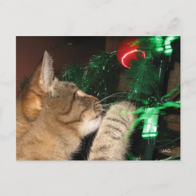 Phat Cat & the Christmas Tree Holiday Postcard (Front)