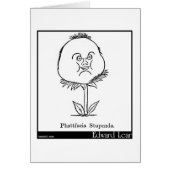 Phattfacia Stupenda. (Front)