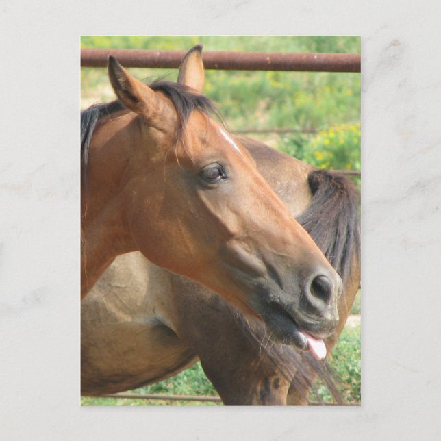 Phbttttttttt!!!! Postcard (Front)