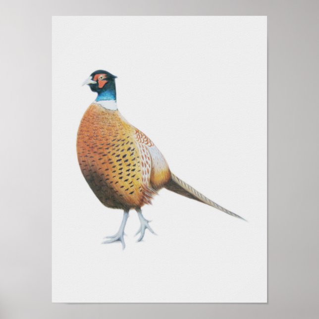 Pheasant 2012 poster (Front)