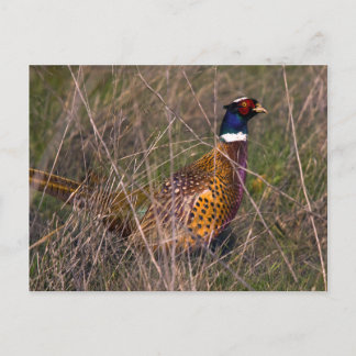 Pheasant 407 postcard