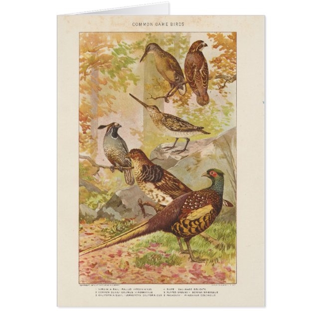 Pheasant and Game All Occasion Blank Greeting Cards (Front)