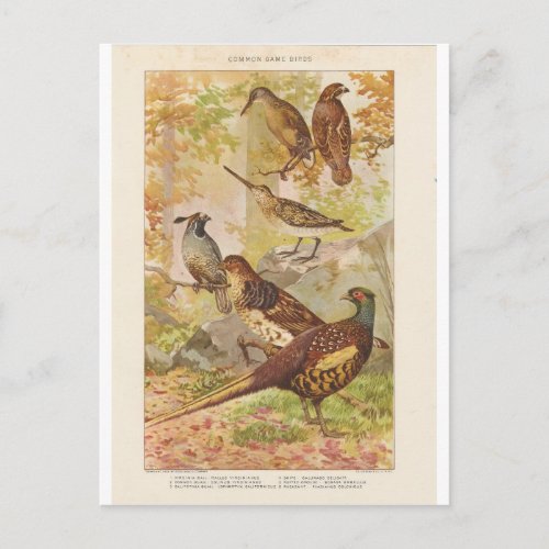 Pheasant and Other Game Postcard