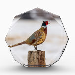 Pheasant Award<br><div class="desc">This is a Pheasant in Wyoming, USA standing on a fence post in the winter. There is snow in the background.</div>